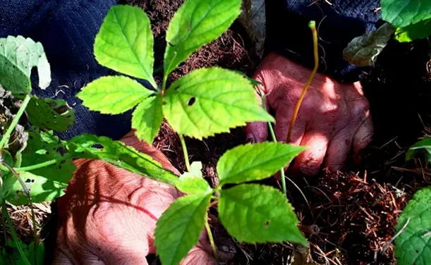 Laicuherb Tea Drink Production Process - Herbal Plants