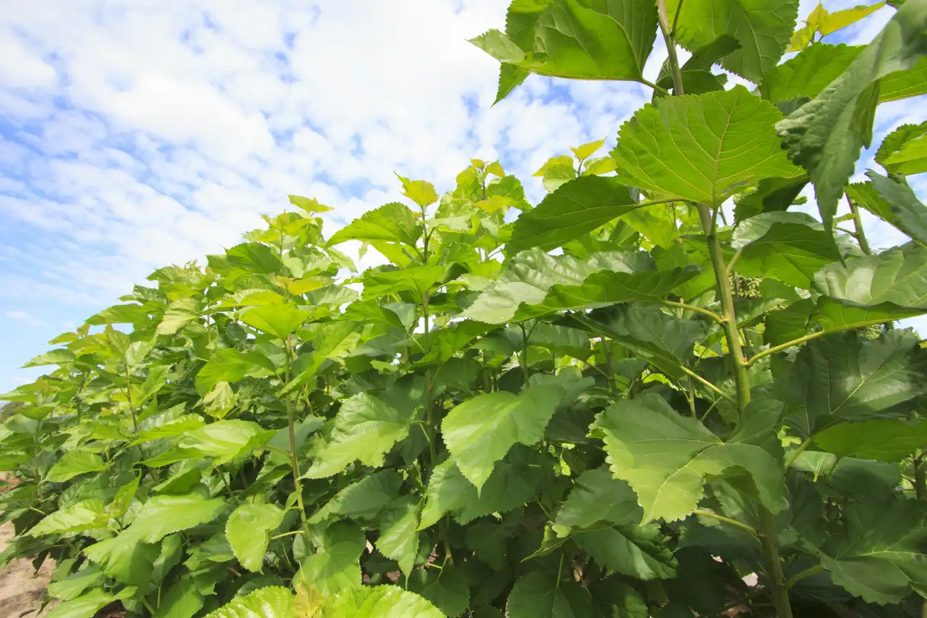 mulberry leaf