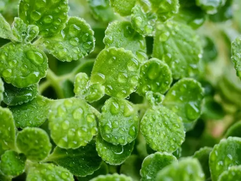 High-Quality Natural Raw Materials