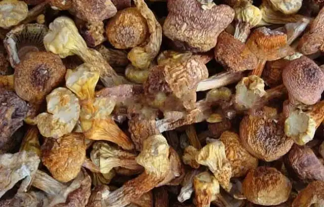 Agaricus mushroom Agaricus mushroom