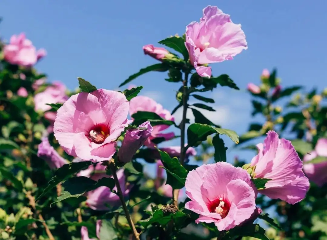 Hibiscus contains high levels of antioxidants and can help regulate blood pressure Hibiscus contains high levels of antioxidants and can help regulate blood pressure