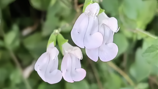 Flos Sophorae Immaturus Flos Sophorae Immaturus