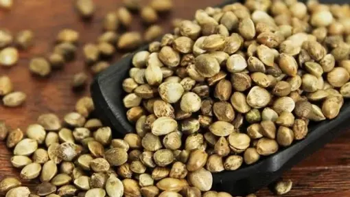 Semen Cannabis Semen Cannabis