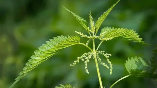 Nettle Leaf