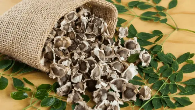 Moringa seed