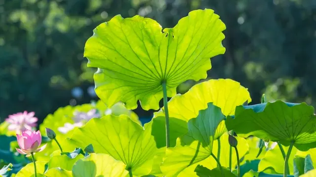 Lotus Leaf