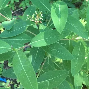 Dogbane Leaf Dogbane Leaf