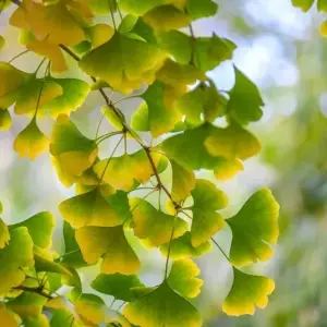 Ginkgo Leaf Ginkgo Leaf