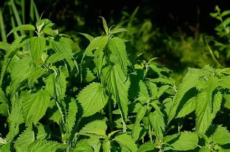 Nettle Leaf