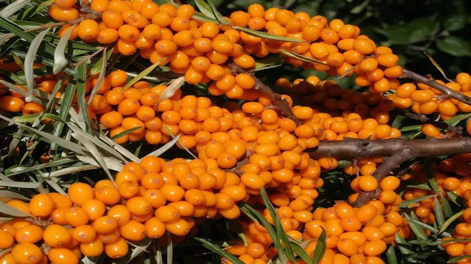 Laicuherb's Sea Buckthorn oil is rich in antioxidant properties