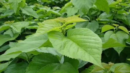 Mulberry Leaf Mulberry Leaf