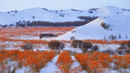 Himalayan wild sea buckthorn fruit Himalayan wild sea buckthorn fruit