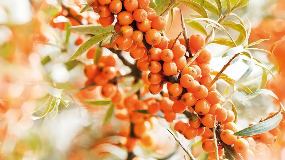 The benefits of Omega-7 for intimate mucous membranes