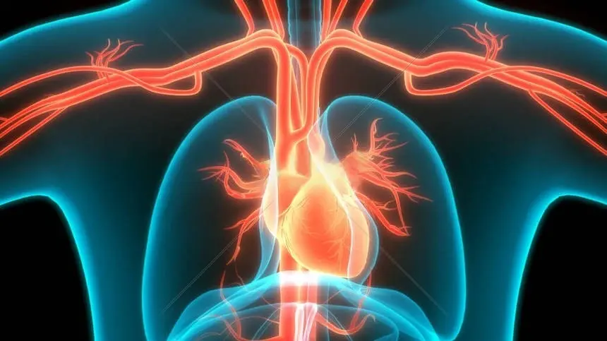 heart and circulatory system heart and circulatory system