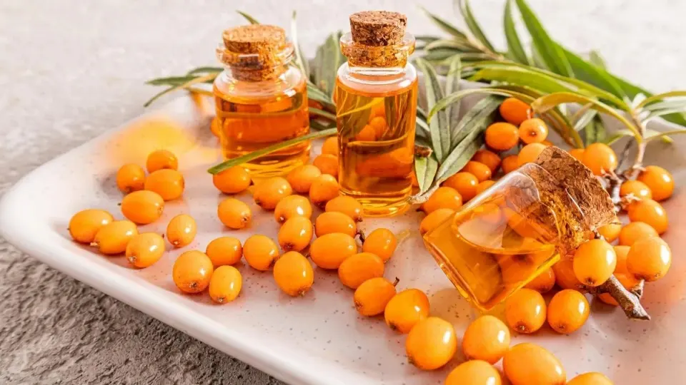 golden Sea Buckthorn berries and extracted oil golden Sea Buckthorn berries and extracted oil