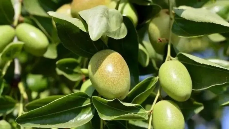 Jojoba