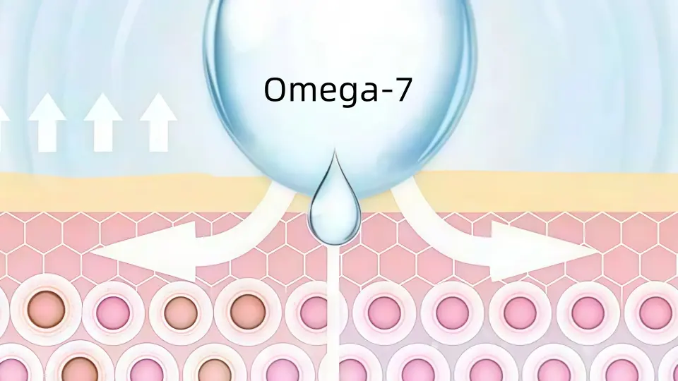 Omega-7 acts on the deep layers of the skin