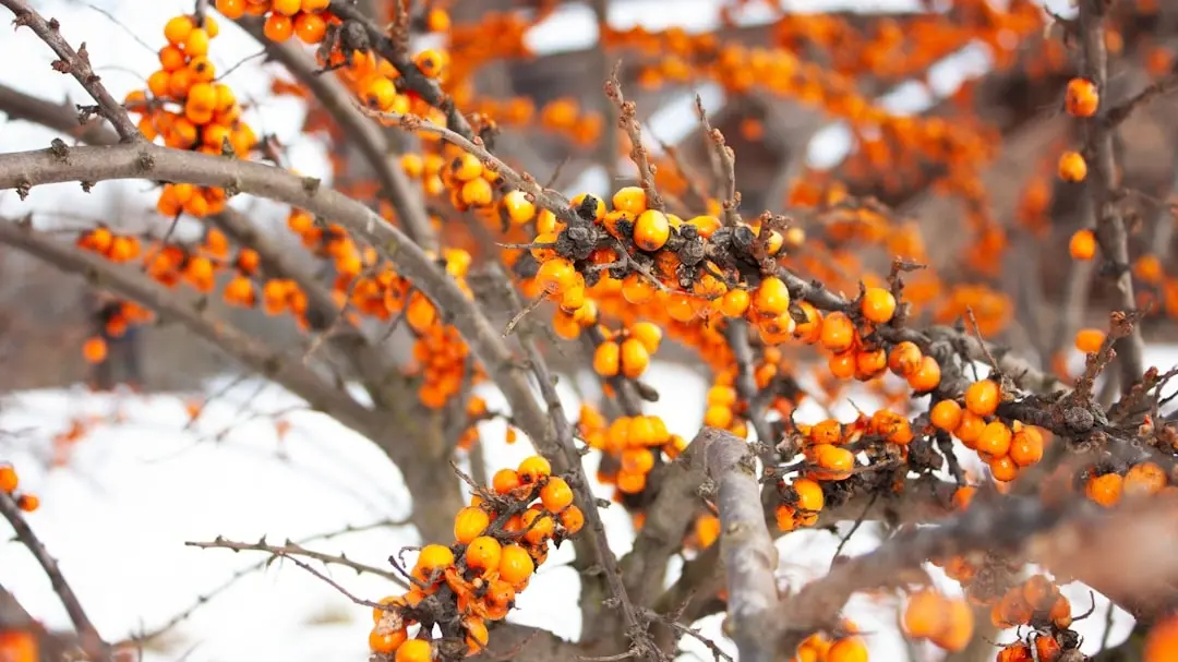 Sea buckthorn is a thorny shrub that thrives in difficult environments -Laicuherb Sea buckthorn is a thorny shrub that thrives in difficult environments -Laicuherb