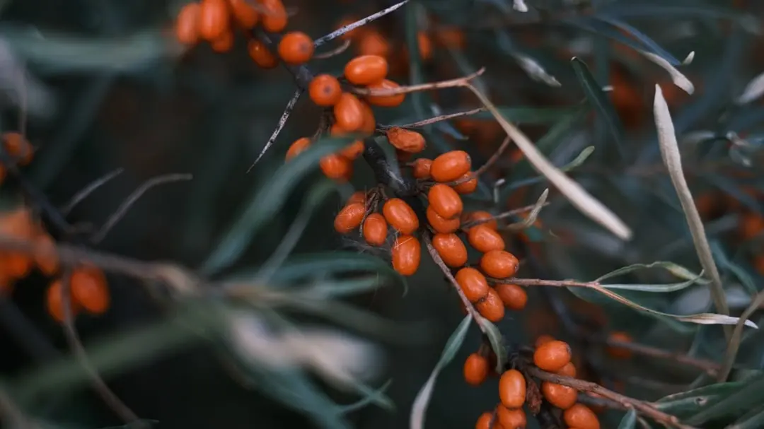 Seabuckthorn is loaded with vital vitamins and minerals that support health -Laicuherb Seabuckthorn is loaded with vital vitamins and minerals that support health -Laicuherb