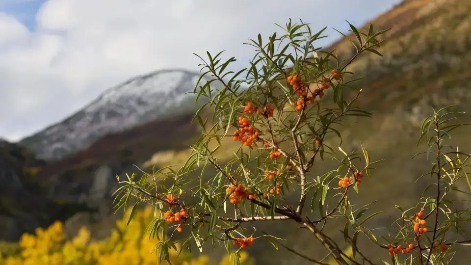 Vibrant orange sea buckthorn berries set against the pure Himalayan mountains Vibrant orange sea buckthorn berries set against the pure Himalayan mountains