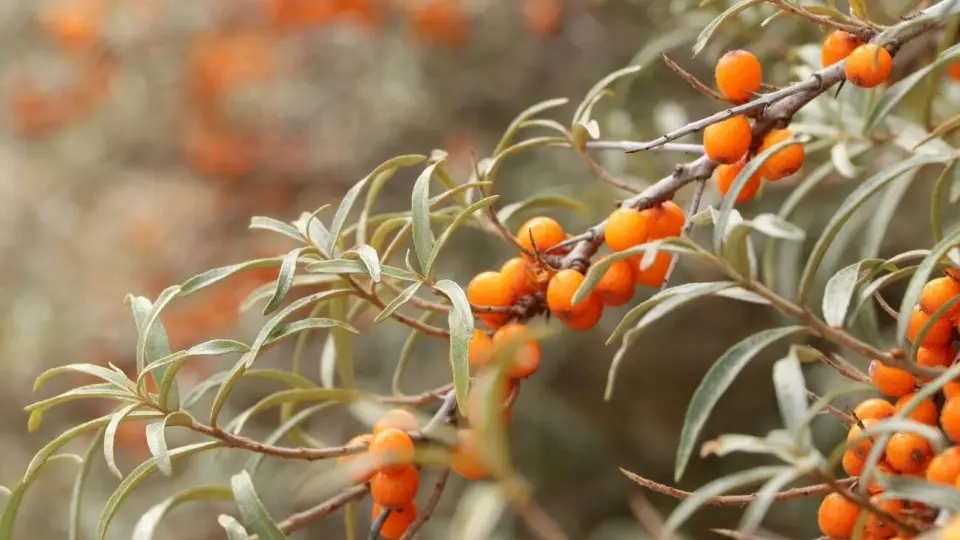 Wild Sea Buckthorn shrubs laden with bright orange berries against a backdrop of snow-capped Himalayan peaks Wild Sea Buckthorn shrubs laden with bright orange berries against a backdrop of snow-capped Himalayan peaks