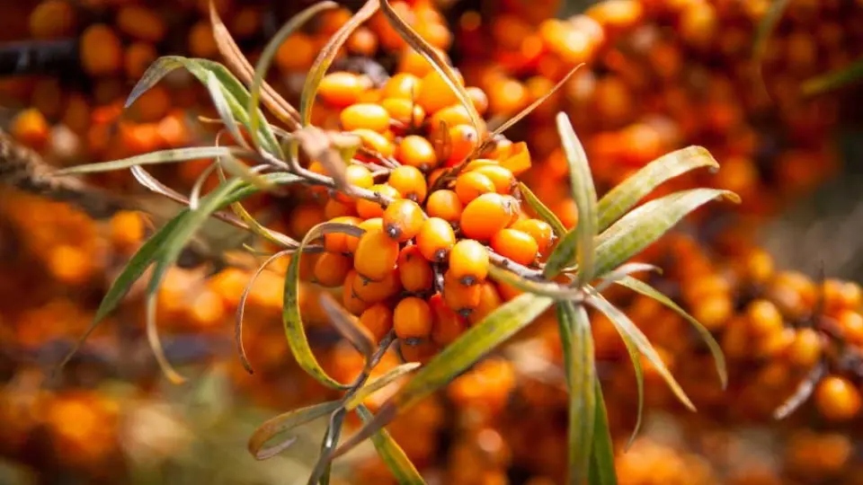sea buckthorn