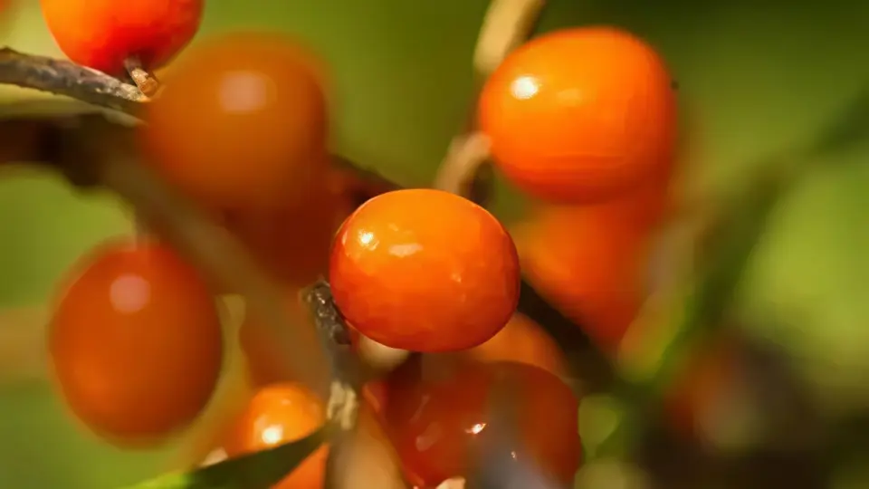 Chokeberry oil plays a significant role in the repair of skin scars