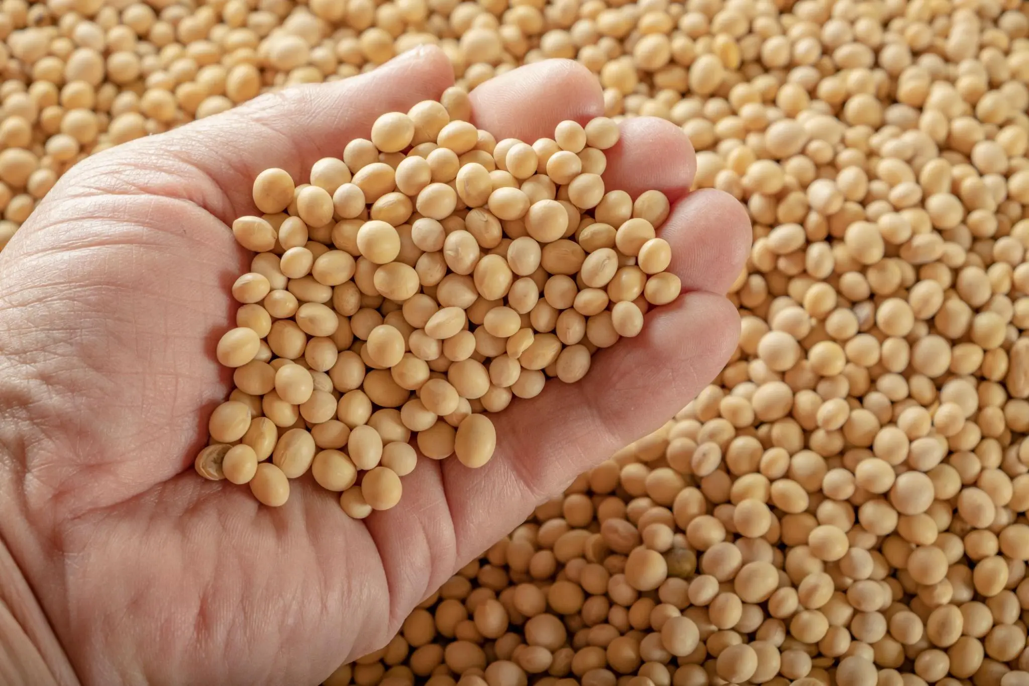 Soybeans cloese up shot Soybeans cloese up shot