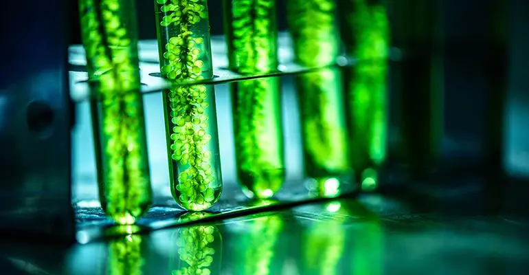 Plants and microalgae spur new omega-3 formulations Plants and microalgae spur new omega-3 formulations