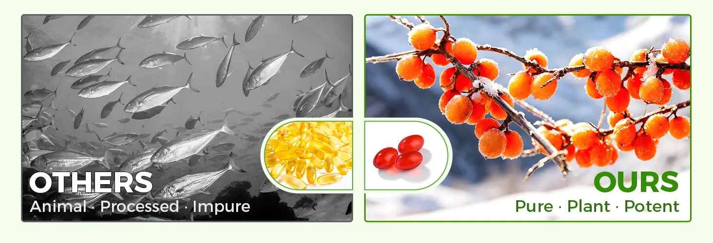 Omega 7 Sea Buckthorn Oil Capsule - Vegan source, golden ratio