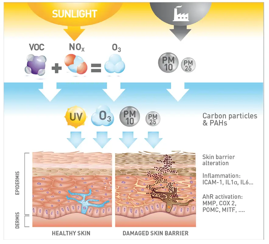 Air pollution causes damage to human skin.