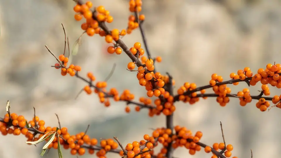 Sea buckthorn oil can protect your gastric mucosa and help heal ulcers Sea buckthorn oil can protect your gastric mucosa and help heal ulcers