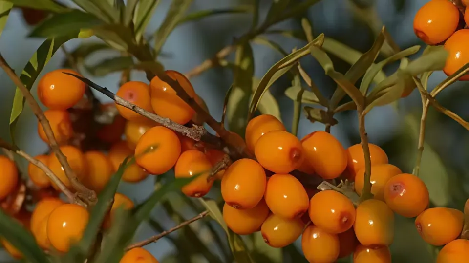 Sea buckthorn oil does not ‘enhance’ your immune system, instead, it helps prevent it from becoming overly active Sea buckthorn oil does not ‘enhance’ your immune system, instead, it helps prevent it from becoming overly active