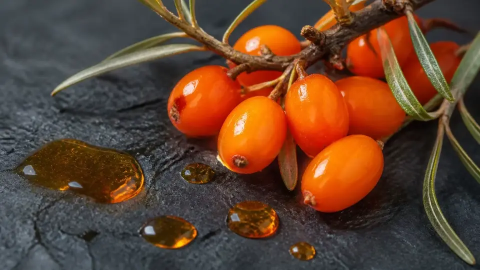 Wild sea buckthorn berries and pure golden amber oil on a slate board