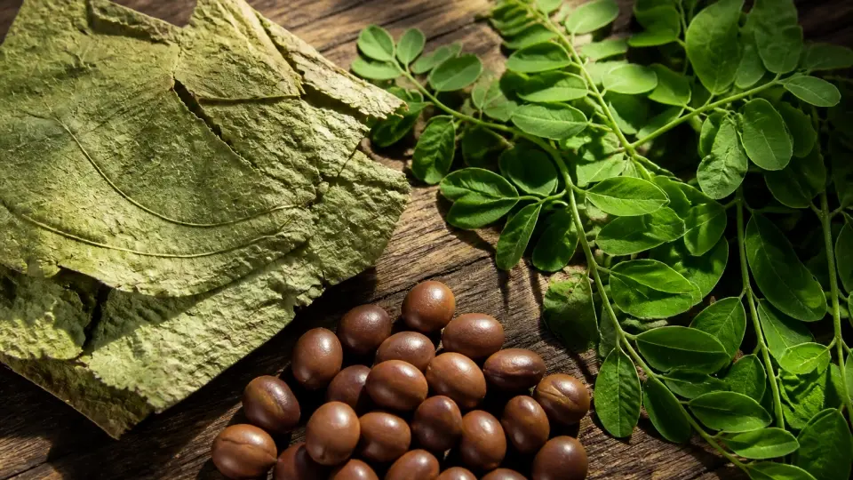 Pure Raw Botanicals for Follicular Phase: Lotus Leaves, Cassia Seeds, and Moringa